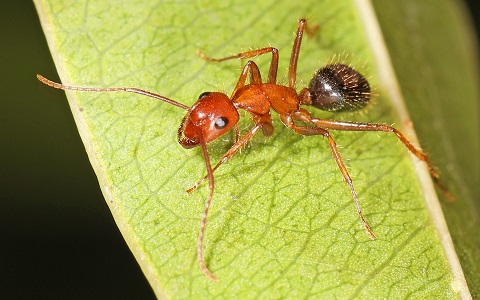 Un estudio descubre el mecanismo que regula el reparto de funciones en las colonias de hormigas